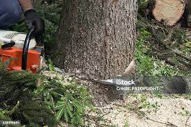 Best Root Management and Removal  in Keeseville, NY
