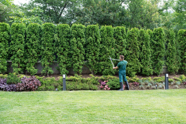 How Our Tree Care Process Works  in  Keeseville, NY