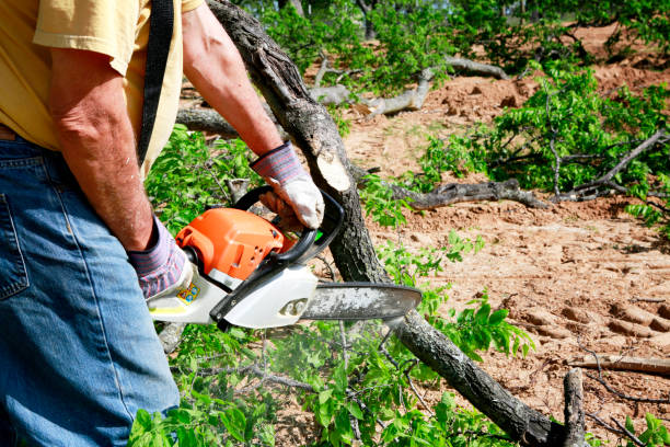Best Lawn Irrigation Installation and Maintenance  in Keeseville, NY